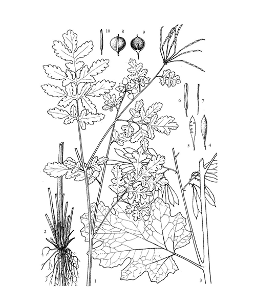 Natural compounds from  Chelidonium majus